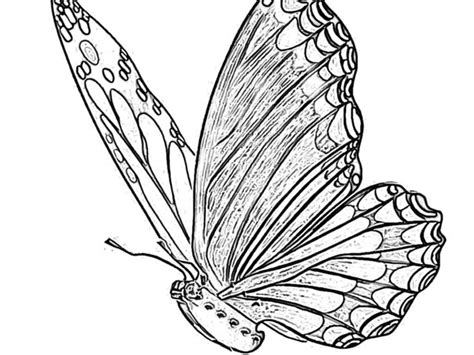 holiday site coloring pages  butterflies   downloadable