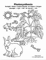 Photosynthesis Coloring Pages Carbon Cycle Science Color Life Model Grade Poster 2d Drawing Worksheets Printable Getdrawings 8th Exploringnature Pdf Getcolorings sketch template