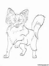 Papillon Coloring Pages Dog Getcolorings Getdrawings sketch template