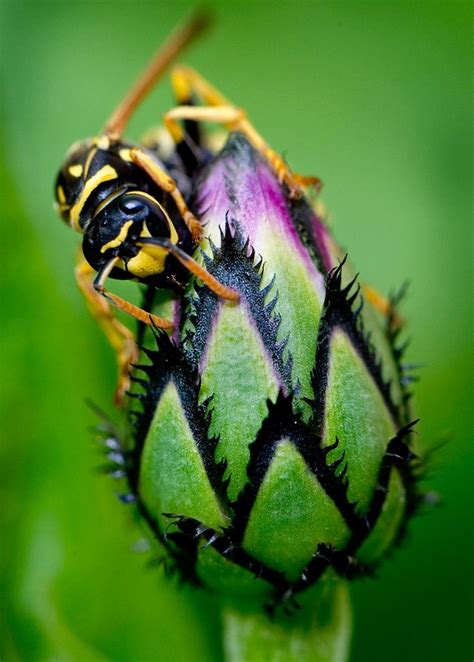 robin loznak photography llc garden wasp amazing