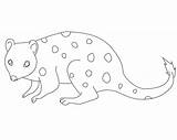 Quoll Ugly sketch template