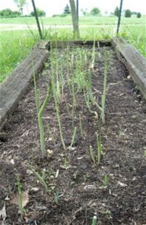 planting asparagus crowns raised bed trench  mound gardening