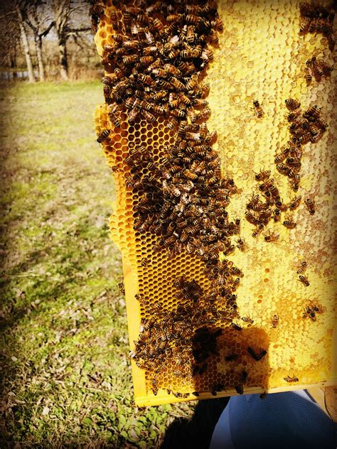 lindas life journal hive inspections