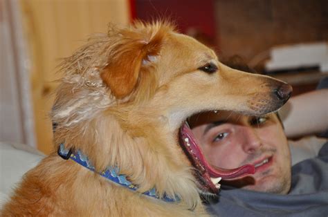 dog eats man pets golden retriever dogs