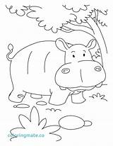 Coloring Hippo Pages Hippogriff Jugle Getcolorings Printable Getdrawings Netart Print Color sketch template