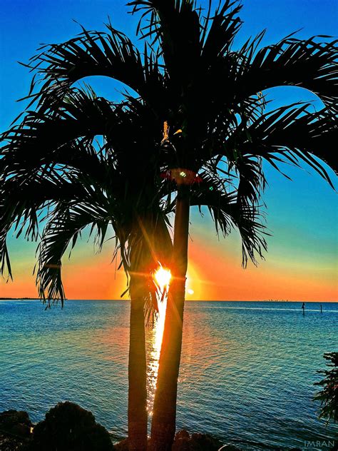 sunset through palm tree tampa bay florida imran™ tampa bay florida