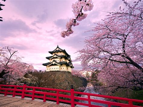 japan hirosaki castle rosa kirschblueten hintergrundbilder