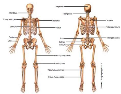 sistem kerangka badan skeleton aksial  apendikular  sistem