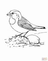 Sparrow Sparrows sketch template
