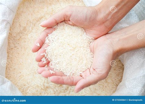uncooked rice stock images image