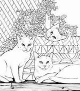 Coloring Pages Bluecat Adult Cats Book Publications Dover Cat sketch template