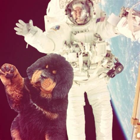 space puppies atspacepuppies twitter