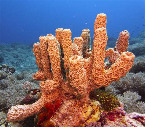 image result  unusual sponges ocean ocean creatures underwater theme marine animals