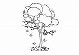 Baum Malvorlage Albero Herfst Autunno Otono Arbre Outono Automne Arbol Ausmalen Kleurplaten sketch template
