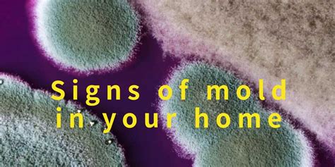 Dangers Of Mold In Your Home Sfw Construction