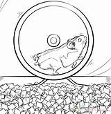 Hamster Chomik Kolorowanki Sheets Dla Coloring4free Hamsters 2576 Wydruku Bestcoloringpagesforkids Wydrukowania Correndo Colorironline sketch template