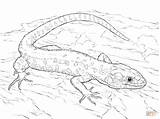 Lizard Coloring Pages Spotted Yellow Drawing Monitor Tropical Night Holes Lizards Printable Collared Blue Tongue Drawings Print Getdrawings Popular sketch template