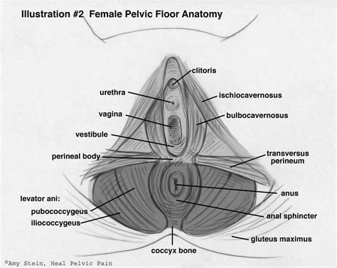 Pelvic Floor Anatomy Beyond Basics Physical Therapy