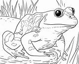 Frog Zoo Bestcoloringpagesforkids Frosch Tadpole Frogs Bullfrog Rane Ausmalbild Rana Colorear Animali Disegno Grenouilles Sketsa Hewan Erwachsene Terrestres Acuaticos Scuola sketch template