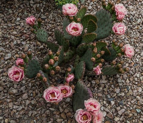 walking arizona cactus pink