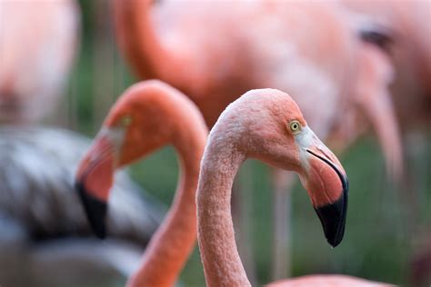 flamingos pink   flamingo facts smithsonians national zoo  conservation