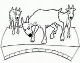 Coloring Goats Billy Gruff Troll Simulator Coloringhome sketch template