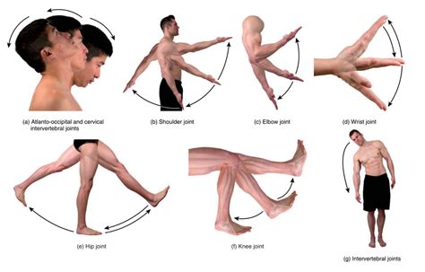 body movements diagram quizlet