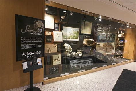 wesleyan argus museum exhibit  usdan showcases newly restored specimens