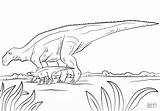 Lambeosaurus Hadrosaurs Maiasaura Cretaceous sketch template