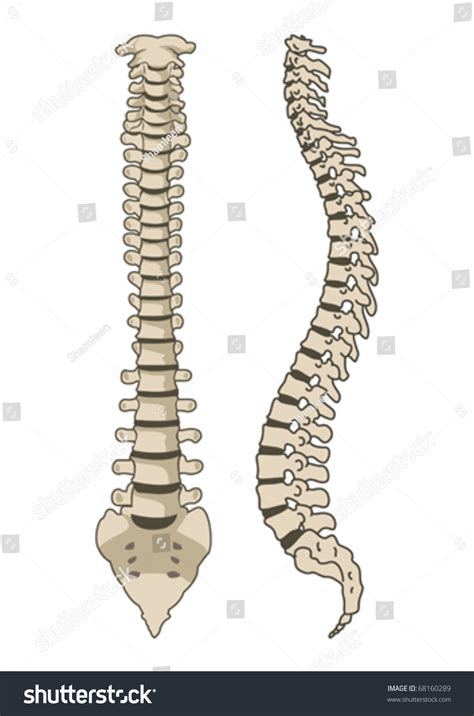 Human Anatomy Spine System Vector Stock Vector 68160289