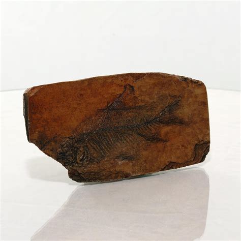 fish  shale resin fossil replica walmartcom walmartcom