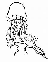 Jellyfish Coloring Spongebob Frill sketch template