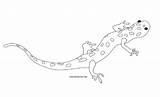 Salamander Coloring Drawing Pages Newt Printable Reptiles Amphibians Color Template Hansen Lee Spotted Printables Choose Board Squidoo Sheet sketch template