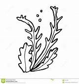 Seaweed Clipart Algae Cartoon Drawing Vector Line Color Illustration Pencil sketch template
