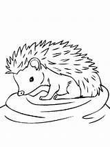 Hedgehog Coloring Pages Template Animals sketch template