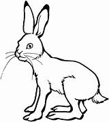 Hare Coloring Pages Drawing Line Printable Color sketch template