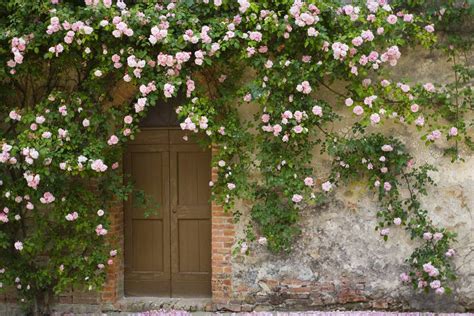top  climbing roses   plant