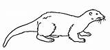 Nutria Loutre Lontra Otter Animaux Animales Dibujo sketch template