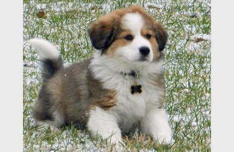 pyrenees mix puppies dogs great pyrenees dog