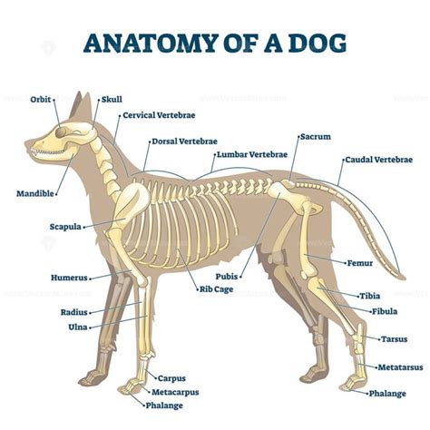 anatomy  dog paw structure  forelimb  hindlimb vector