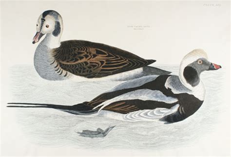 Illustrations Of British Ornithology Prideaux John Selby