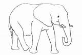 Gajah Sketsa Hewan Warnai Paud Tk sketch template