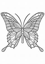 Schmetterling Papillon Schmetterlinge Erwachsene Insetti Tiere Adultos Insectos Adulti Papillons Mariposas Malvorlagen Insects Malvorlage Motifs Mandalas Insekten Waldtiere Colorier Insectes sketch template