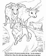 Coloring Farm Pages Animals Cows Cow Animal Kids Calf Print Color Printable Raisingourkids Colouring Getdrawings Getcolorings Gif Printing Popular Help sketch template