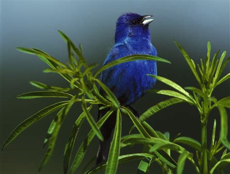 photo indigo bunting animal bird blue   jooinn