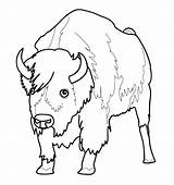 Buffalo Clipartmag Outline Drawing Coloring Pages sketch template