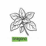Oregano Herbs sketch template