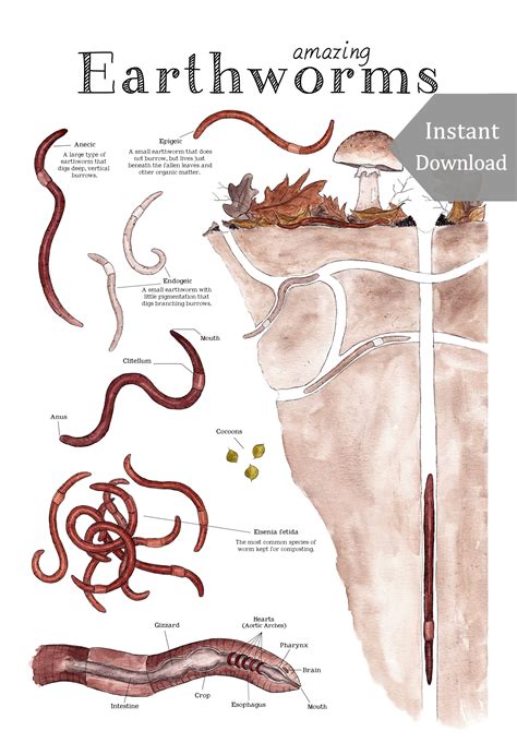 digital    poster  amazing earthworms printable science art charlotte mason