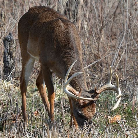 baiting feeding disease lead  national deer association