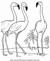 Drawing Drawings Coloring Flamingo Animal Pages Animals Kids Bird Print Line Color Different Clipart Identification Draw Wild Wildlife Flamingos Popular sketch template